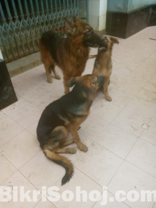 German Shepherd